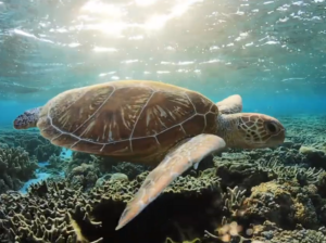 Turtle swimming in the ocean
