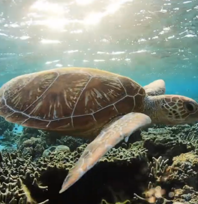 Turtle swimming in the ocean